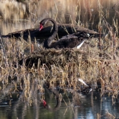 Cygnus atratus at Fyshwick, ACT - 29 May 2020 01:58 PM