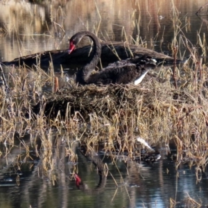 Cygnus atratus at Fyshwick, ACT - 29 May 2020