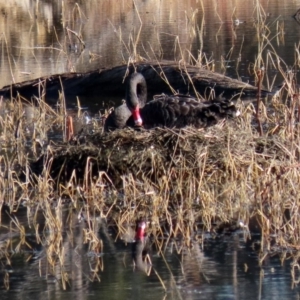 Cygnus atratus at Fyshwick, ACT - 29 May 2020