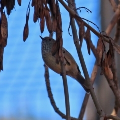 Acanthiza pusilla (Brown Thornbill) at National Zoo and Aquarium - 30 May 2020 by RodDeb