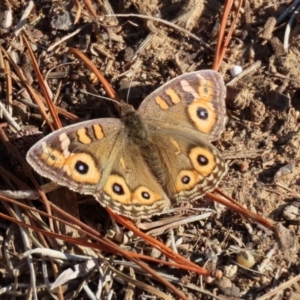 Junonia villida at Molonglo Valley, ACT - 30 May 2020 02:21 PM