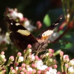 Vanessa itea (Yellow Admiral) at Molonglo Valley, ACT - 30 May 2020 by RodDeb