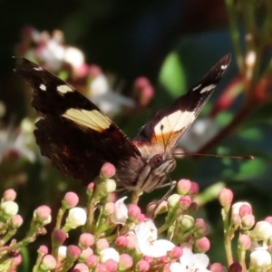 Vanessa itea at Molonglo Valley, ACT - 30 May 2020