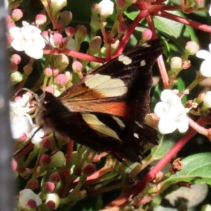 Vanessa itea at Molonglo Valley, ACT - 30 May 2020