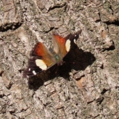 Vanessa itea at Molonglo Valley, ACT - 30 May 2020