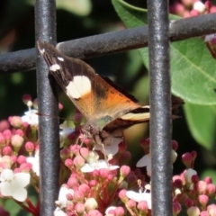 Vanessa itea at Molonglo Valley, ACT - 30 May 2020