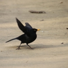 Turdus merula at Molonglo Valley, ACT - 30 May 2020