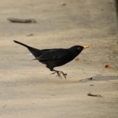 Turdus merula at Molonglo Valley, ACT - 30 May 2020