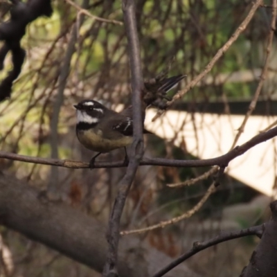 Rhipidura albiscapa (Grey Fantail) at National Zoo and Aquarium - 30 May 2020 by RodDeb