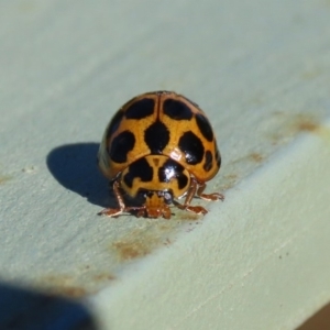 Harmonia conformis at Molonglo Valley, ACT - 30 May 2020 01:15 PM