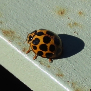 Harmonia conformis at Molonglo Valley, ACT - 30 May 2020 01:15 PM