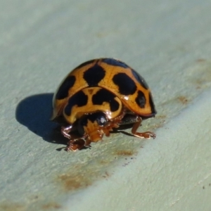 Harmonia conformis at Molonglo Valley, ACT - 30 May 2020 01:15 PM