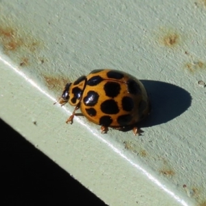 Harmonia conformis at Molonglo Valley, ACT - 30 May 2020 01:15 PM