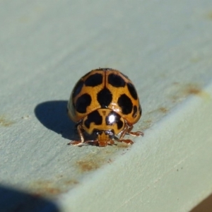 Harmonia conformis at Molonglo Valley, ACT - 30 May 2020 01:15 PM