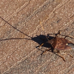 Poecilometis strigatus at Molonglo Valley, ACT - 30 May 2020