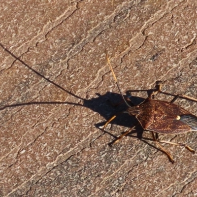 Poecilometis strigatus (Gum Tree Shield Bug) at Molonglo Valley, ACT - 30 May 2020 by RodDeb