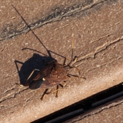 Poecilometis strigatus at Molonglo Valley, ACT - 30 May 2020