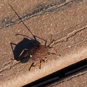 Poecilometis strigatus at Molonglo Valley, ACT - 30 May 2020