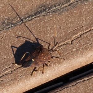 Poecilometis strigatus at Molonglo Valley, ACT - 30 May 2020 01:50 PM