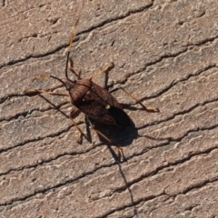 Poecilometis strigatus at Molonglo Valley, ACT - 30 May 2020