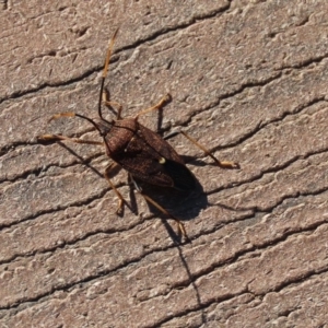 Poecilometis strigatus at Molonglo Valley, ACT - 30 May 2020 01:50 PM
