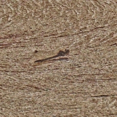 Cordulephya pygmaea (Common Shutwing) at Molonglo Valley, ACT - 30 May 2020 by RodDeb