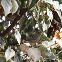 Zosterops lateralis (Silvereye) at National Zoo and Aquarium - 30 May 2020 by RodDeb