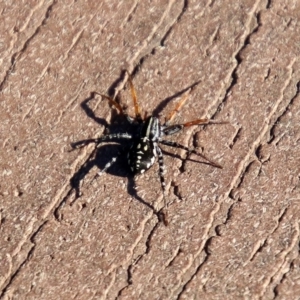 Nyssus coloripes at Molonglo Valley, ACT - 30 May 2020