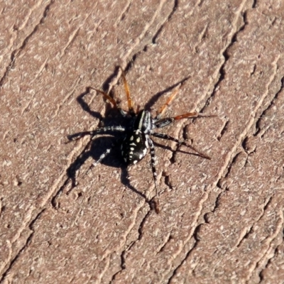 Nyssus coloripes (Spotted Ground Swift Spider) at Molonglo Valley, ACT - 30 May 2020 by RodDeb