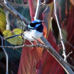 Malurus cyaneus (Superb Fairywren) at National Zoo and Aquarium - 30 May 2020 by RodDeb