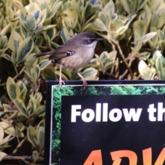 Sericornis frontalis (White-browed Scrubwren) at National Zoo and Aquarium - 30 May 2020 by RodDeb