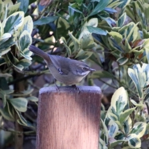 Sericornis frontalis at Molonglo Valley, ACT - 30 May 2020