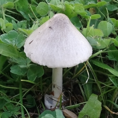 Volvopluteus gloiocephalus (Big Sheath Mushroom) at Kambah, ACT - 31 May 2020 by RosemaryRoth