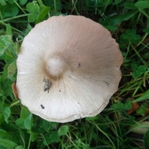 Volvopluteus gloiocephalus at Kambah, ACT - 31 May 2020