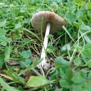 Volvopluteus gloiocephalus at Kambah, ACT - 31 May 2020