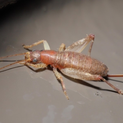 Mogoplistidae (family) (Scaly cricket) at Acton, ACT - 31 May 2020 by TimL