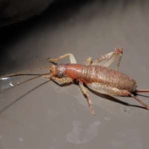 Mogoplistidae (family) at Acton, ACT - 31 May 2020 12:39 PM