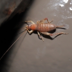 Mogoplistidae (family) at Acton, ACT - 31 May 2020 12:39 PM