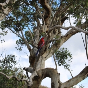 Platycercus elegans at Tuggeranong DC, ACT - 31 May 2020 12:15 PM