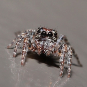 Salticidae (family) at Acton, ACT - 29 May 2020 02:02 PM