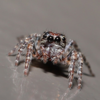 Salticidae (family) (Unidentified Jumping spider) at Acton, ACT - 29 May 2020 by TimL