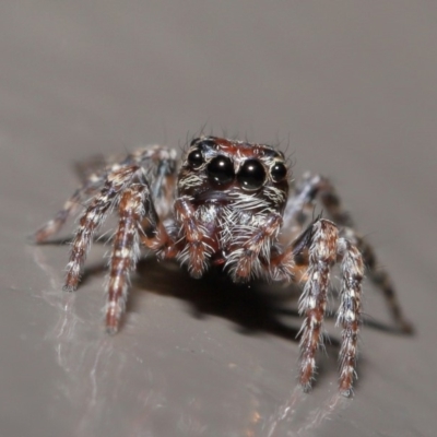 Salticidae (family) (Jumping spider) at Acton, ACT - 29 May 2020 by TimL