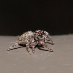 Salticidae (family) at Acton, ACT - 29 May 2020