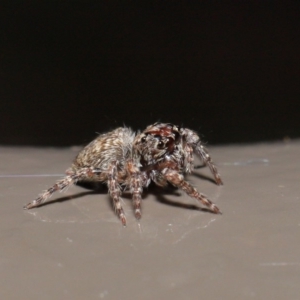 Salticidae (family) at Acton, ACT - 29 May 2020 02:02 PM