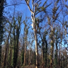 Native tree with hollow(s) (Native tree with hollow(s)) at Runnyford, NSW - 31 May 2020 by nickhopkins