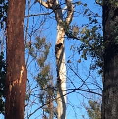 Native tree with hollow(s) (Native tree with hollow(s)) at Mogo, NSW - 31 May 2020 by nickhopkins