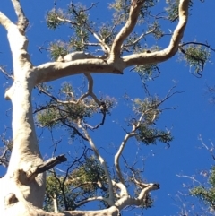 Native tree with hollow(s) (Native tree with hollow(s)) at Mogo, NSW - 31 May 2020 by nickhopkins