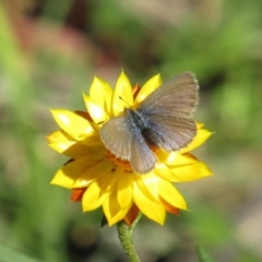 Zizina otis (Common Grass-Blue) at Coree, ACT - 10 May 2020 by Sarah2019