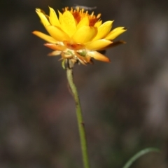 Xerochrysum viscosum (Sticky Everlasting) at Hackett, ACT - 22 May 2020 by Sarah2019