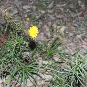 Xerochrysum viscosum at Hackett, ACT - 22 May 2020